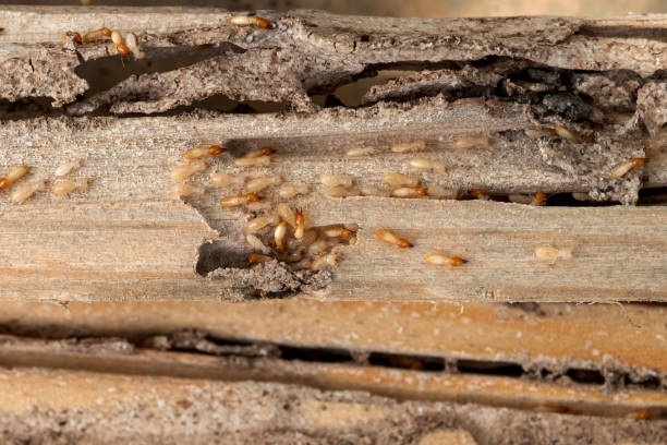 Best Pest Removal Services  in Mount Pleasant, TX