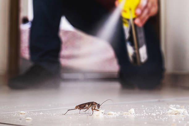 Best Wasp Removal Services  in Mount Pleasant, TX