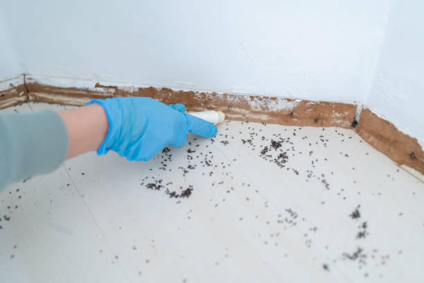 Best Pest Control for Homes  in Mount Pleasant, TX